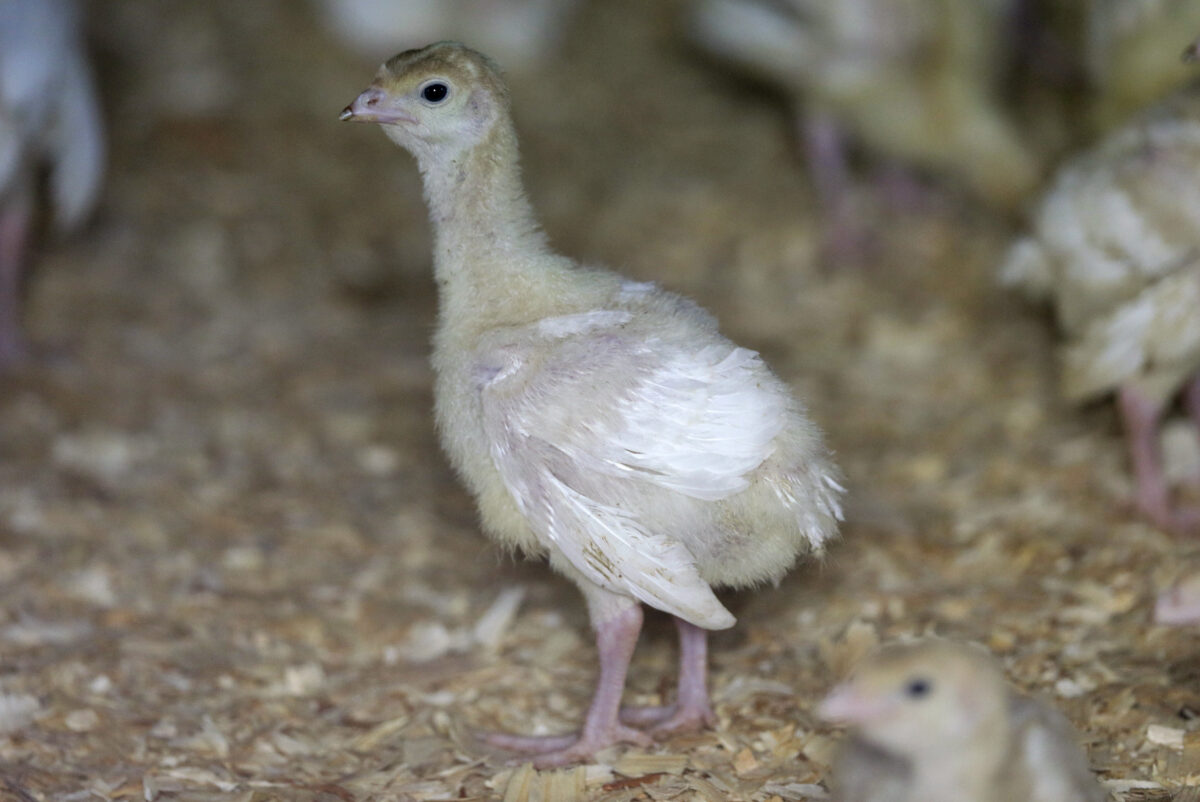 Deadly bird flu reappears in US commercial poultry flocks in Utah and